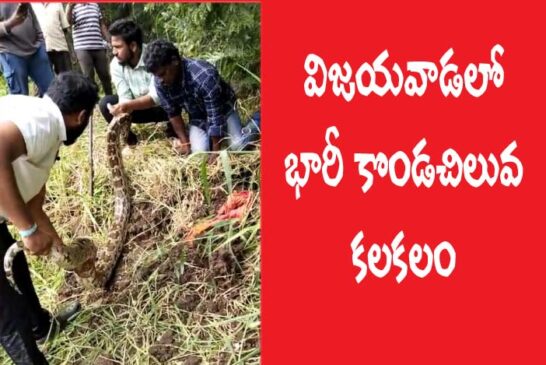 విజయవాడలో భారీ కొండచిలువ కలకలం