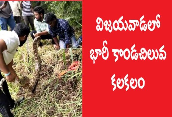 విజయవాడలో భారీ కొండచిలువ కలకలం